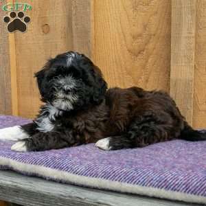 Toby, Shih-Poo Puppy